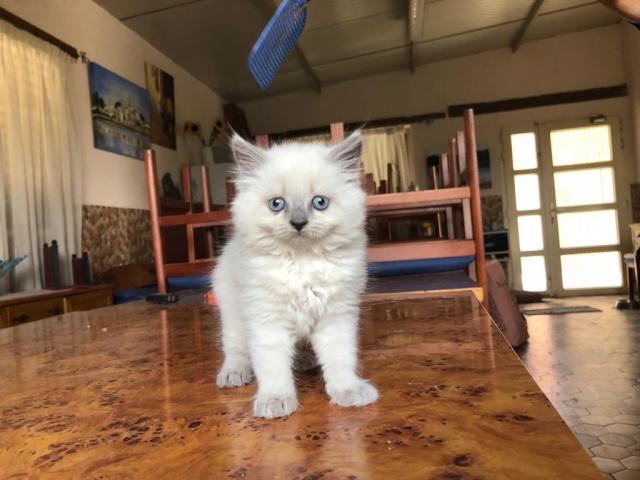 Camada gatito / gato persa blanco