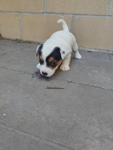 Jack Russell hembras