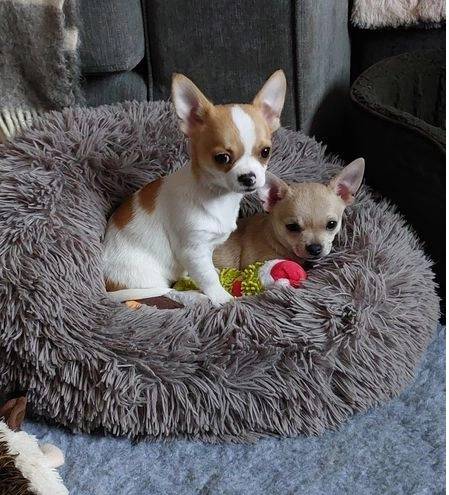 Muy bonitos Chihuahuas Cachorros para venta