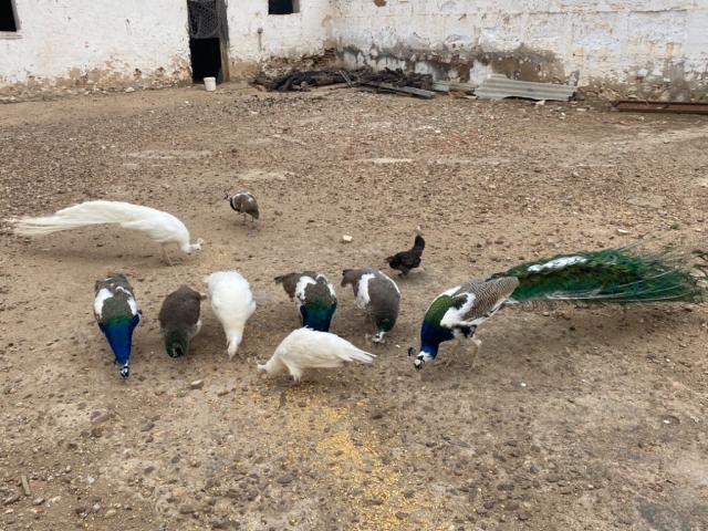 Pavo real arlequin