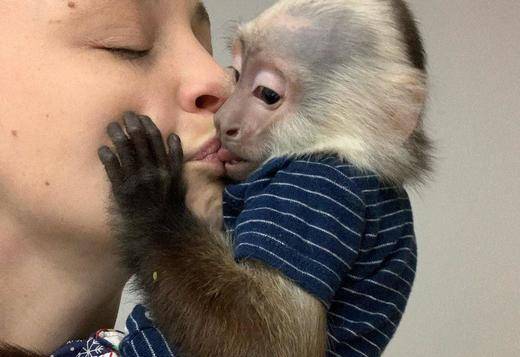 Preciosos monos capuchinos bebé a la venta--.