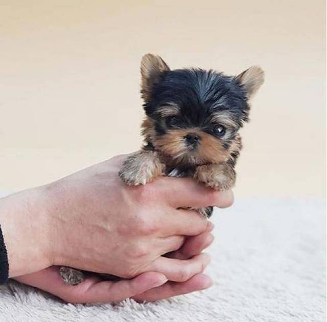 Cachorros Yorkshire Terrier Mini Toy   