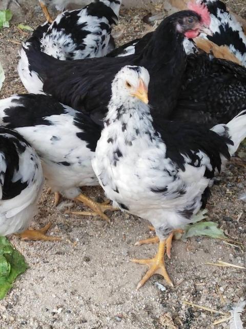 Pollitos de gallinas