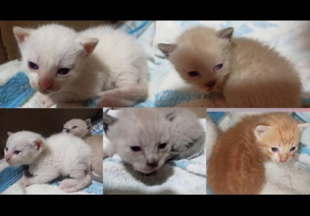 Adopción gatitos Almería