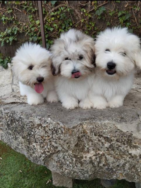 Disponibles cachorros cotón de tulear