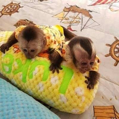 Bebés Monos Capuchinos y Titíes  61,25,27,508)