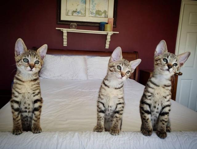 Preciosos gatitos Savannah En venta