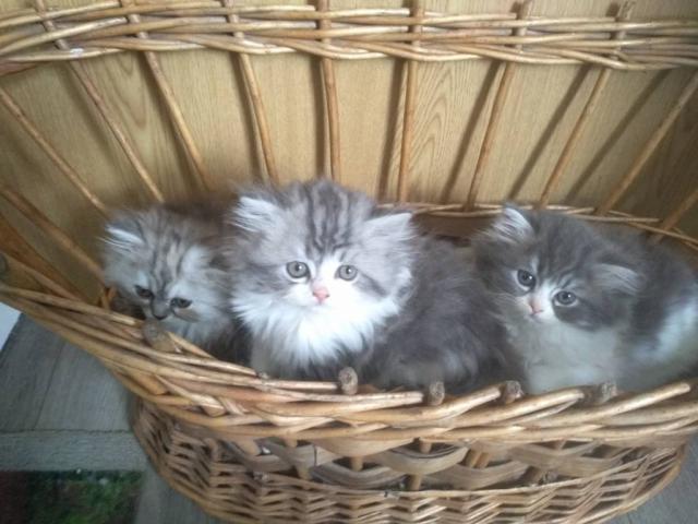 Gatos persas