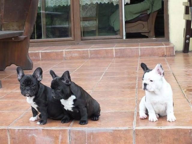 Hermoso bulldog francés y cachorros fuertes.  Cuatro perras y tres perros.