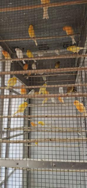 Cesión de canarios timbrados