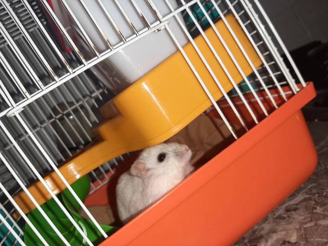 Hamster blanco con su haula