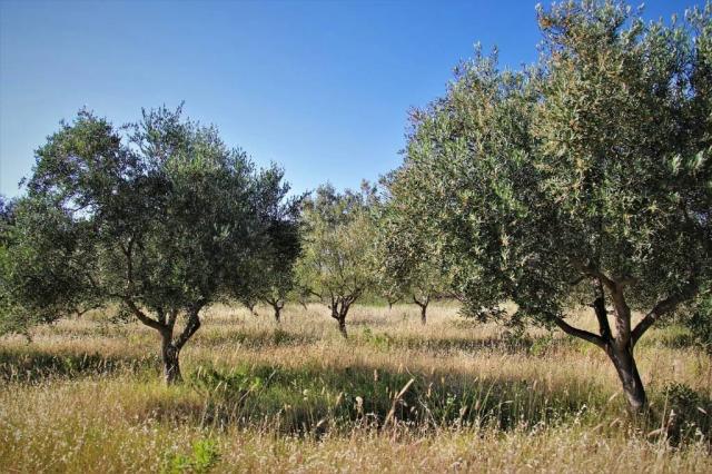 Vendo un olivar con 80 olivos