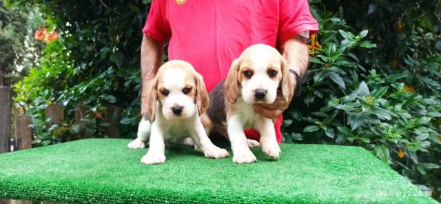 Beagles, bonitos cachorritos