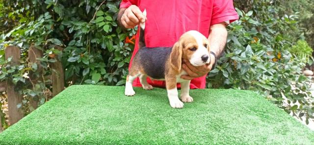 Cscorritos de beagles