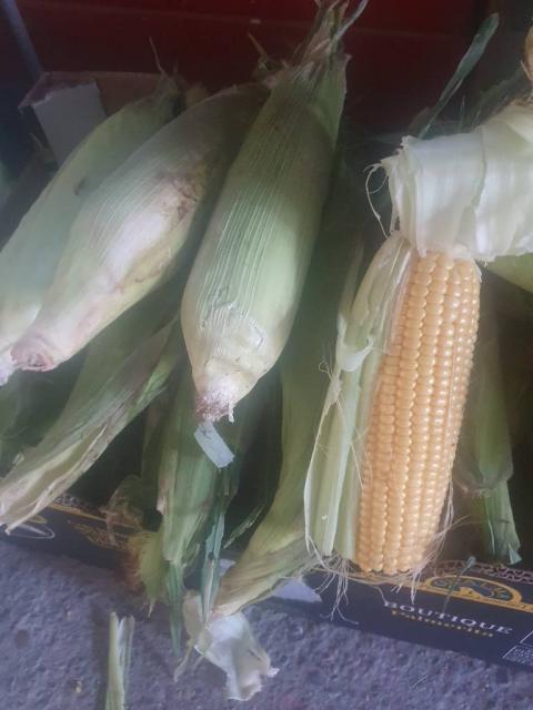 Vendo maíz ( milho verde)
