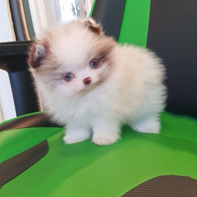 Cachorros de pomerania taza de té saludables