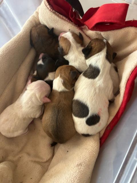 Adopta perros recién nacidos