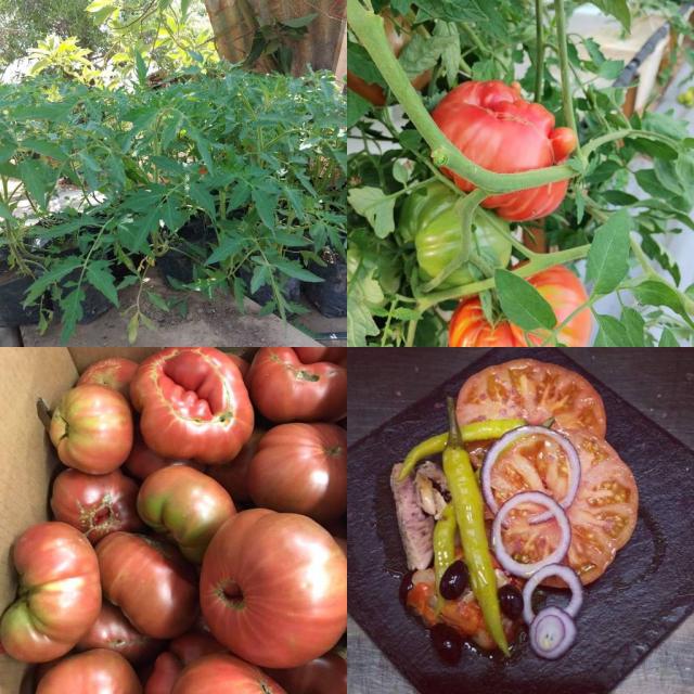 Plantas de Tomates