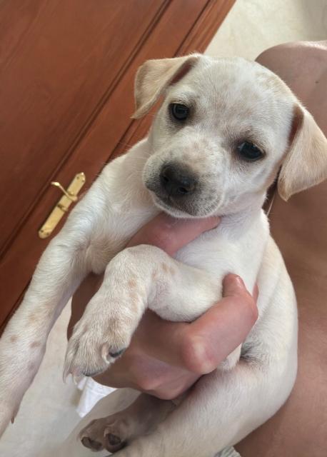 Regalo perro 2 meses